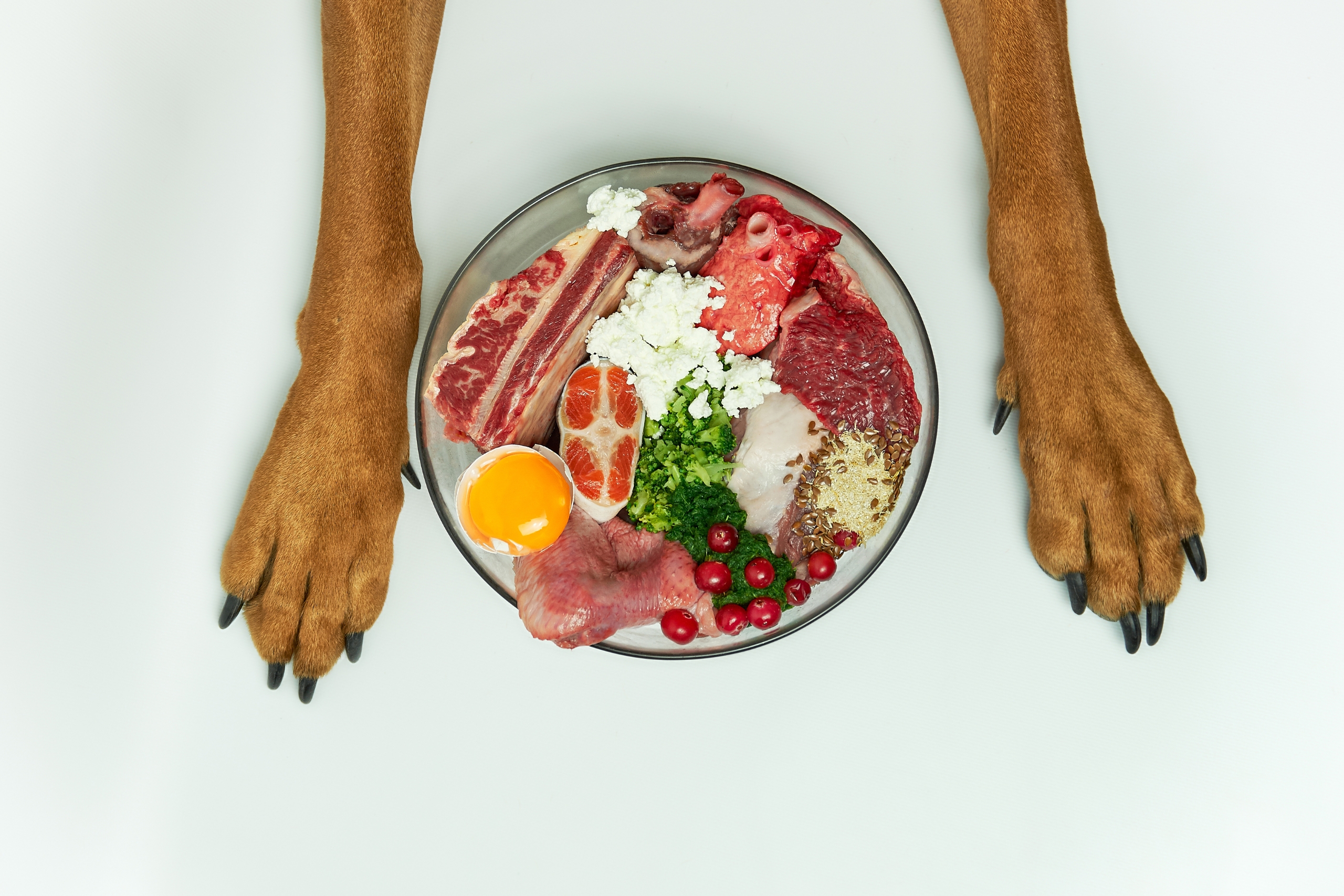 Understanding the Surge in Raw Dog Food Diets and What Vets Recommend Instead