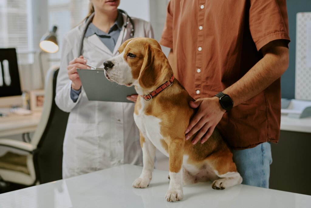 Why Clear Communication With Veterinary Professionals Matters More Than Ever